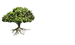 A Treasured Tree